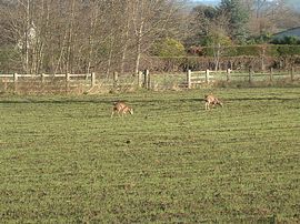 Deer grazing by the park