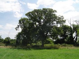 Oak tree in the campsite