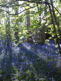 Bluebells