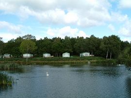 Swan on the small lake