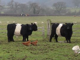 White Belted Galloways