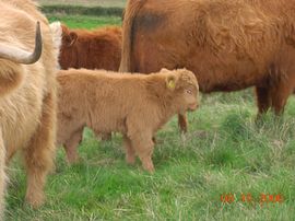 Newly born Highland calf