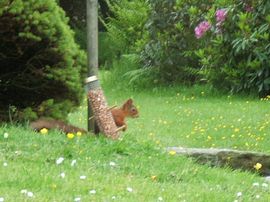 THe Red Squirrel