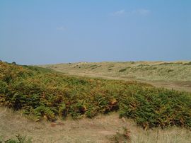 Wintertons famous Dunes