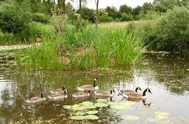 Wildlife Pond & Geese at Park Grange Shropshire