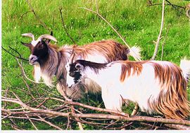 Pygmy Goats at Park Grange Shropshire