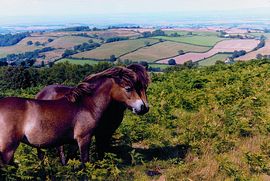 Quantock Hills