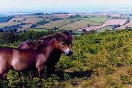 Quantock Hills