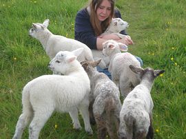 Our orphan Lambs bottle reared. Now large sheep