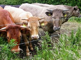 A few of the locals at Bradfield