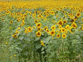 Sunflowers on the farm