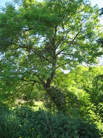 Woodland Walk