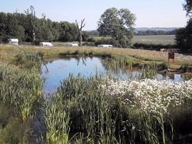 Pond at campsite near Horncastle Lincolnshire