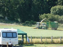 Harvest time in July